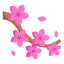 cherry-blossom